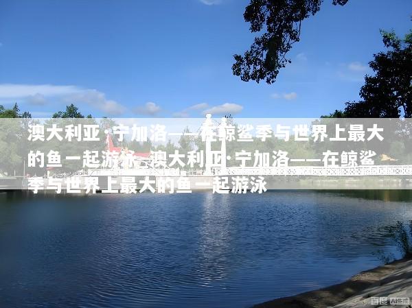 澳大利亚·宁加洛——在鲸鲨季与世界上最大的鱼一起游泳_澳大利亚·宁加洛——在鲸鲨季与世界上最大的鱼一起游泳